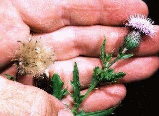 Canada Thistle, cirsium arvense